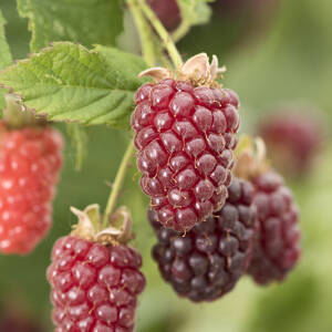 Tayberry Variété de hybrides