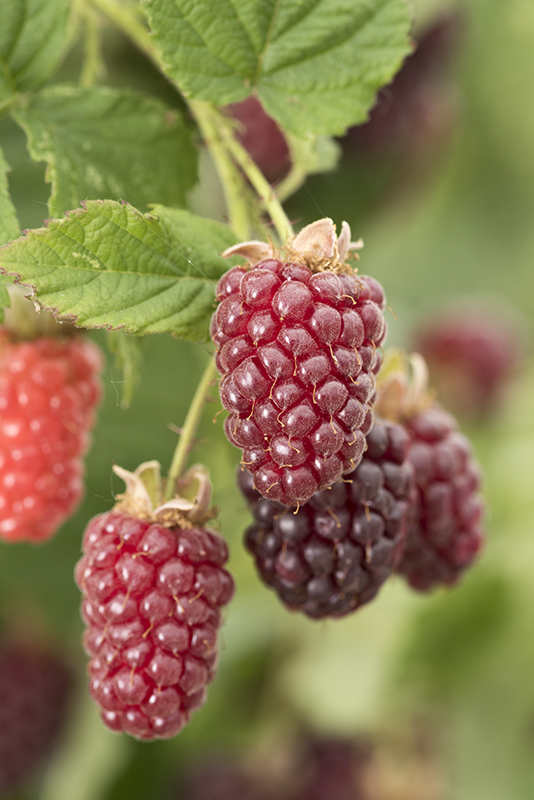 Tayberry Variété de hybrides