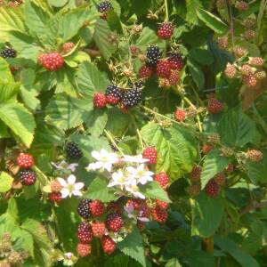 Chester Variété de framboise Mi-Saison