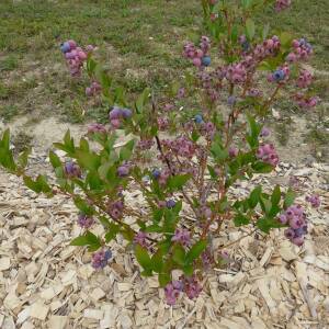 Chandler Variété de myrtilles Mi-Tardive