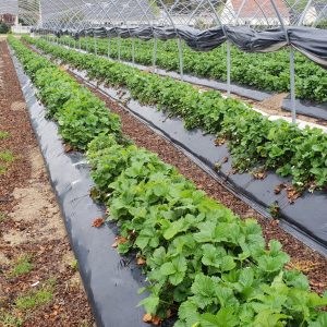 film de paillage pour fraises en polyéthylène noir, différentes épaisseurs et perforations, présentés en magasin agricole professionnel