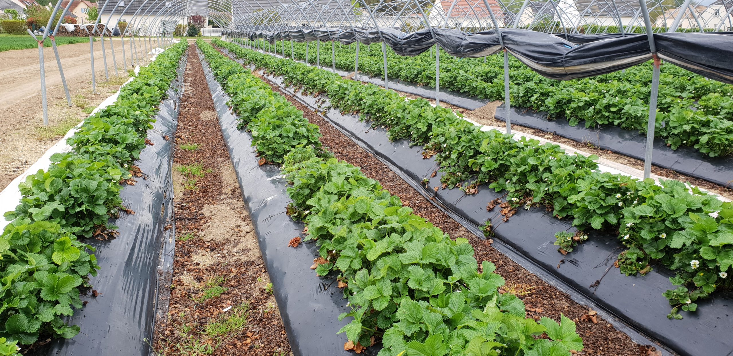 film de paillage pour fraises en polyéthylène noir, différentes épaisseurs et perforations, présentés en magasin agricole professionnel