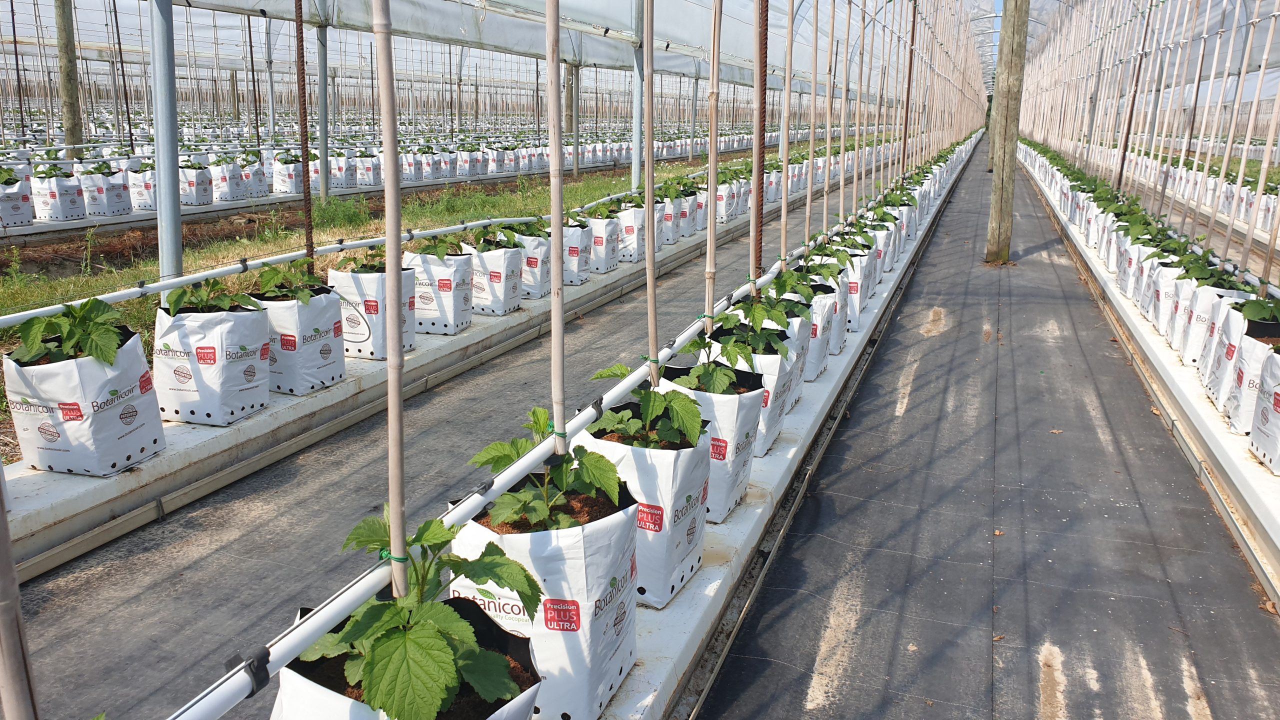 A base de coco Framboises