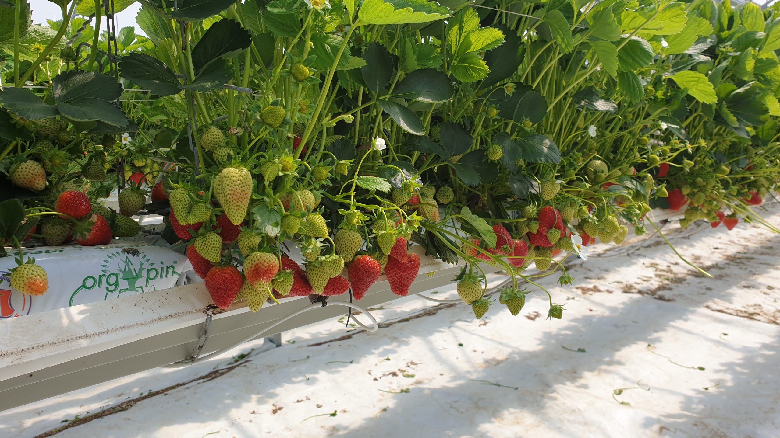 A base d'écorce Fraises