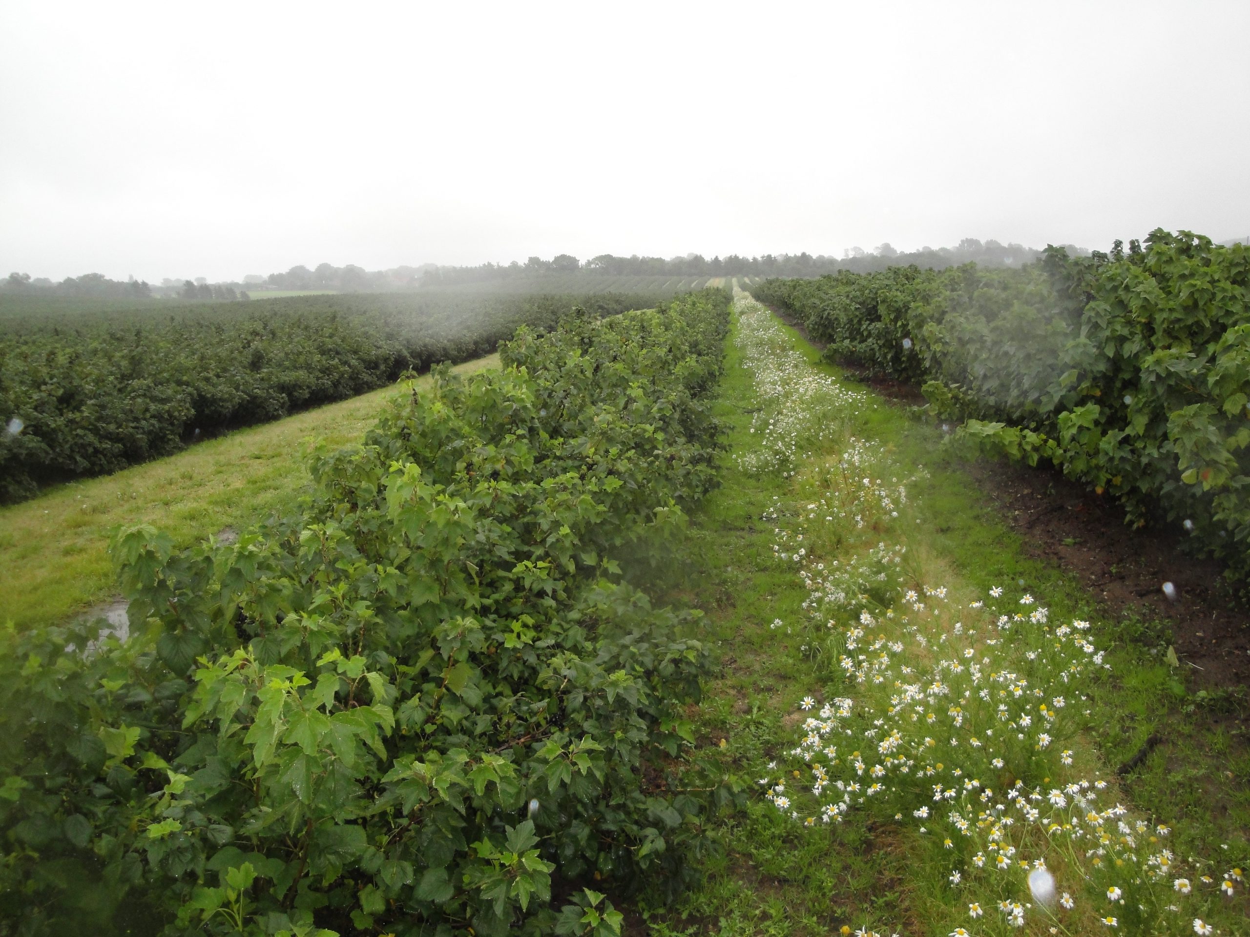 Zusha All variété de cassis précoce