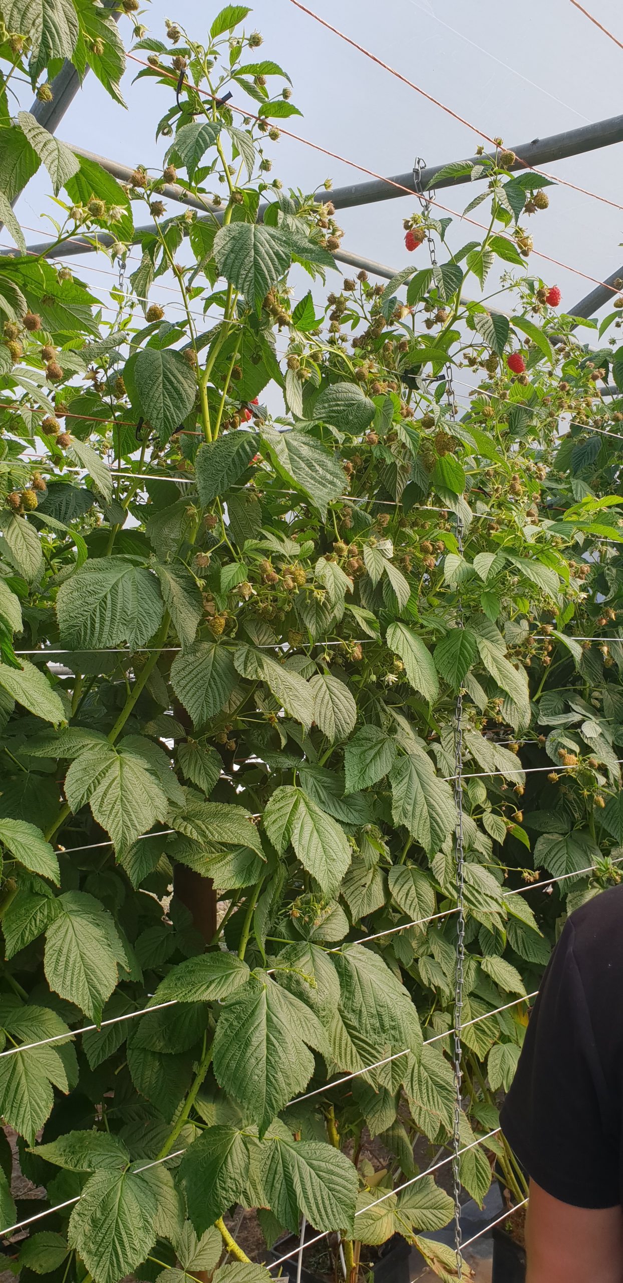 Malling Bella variété de framboisier remontant mi- saison