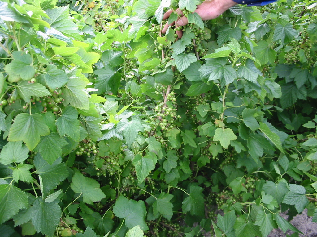 Ben Gairn variété de cassis précoce