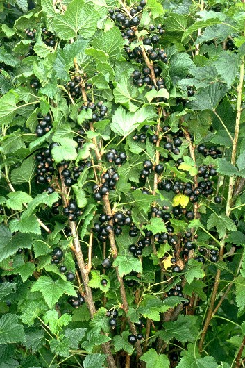 Ben Gairn variété de cassis précoce