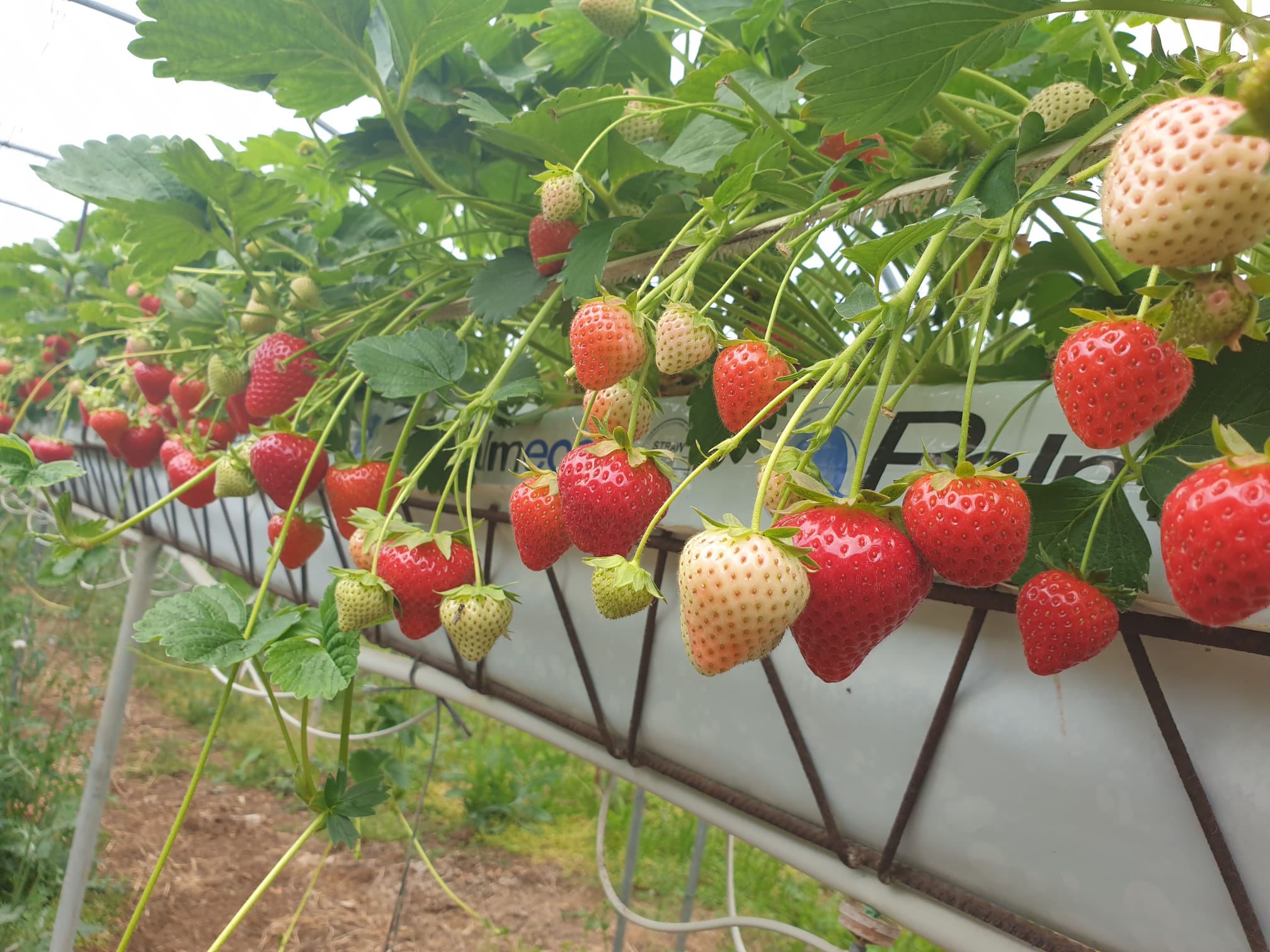 Florice variété de fraise remontante
