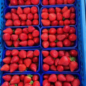 Jenkka variété de fraise sur le créneau mi saison