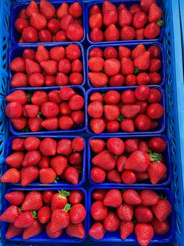 Jenkka variété de fraise sur le créneau mi saison
