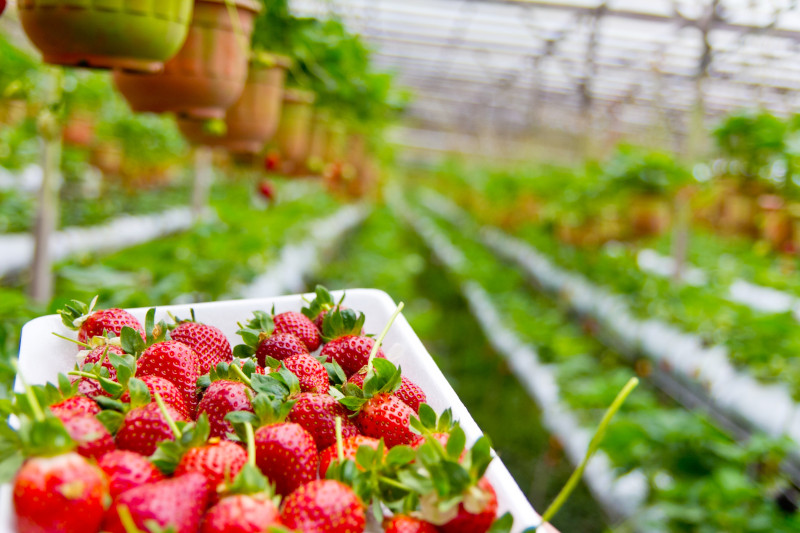 arrosage-fraisier-planter-faisiers-serre-en-pleine-terre-plante-d-exterieur-degrav-agri