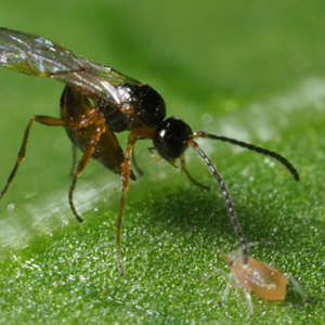 Macro d'un parasitoïde Aphidius colemani prêt à parasiter un puceron, utilisé dans le cadre du traitement biologique Aphidaxis contre les infestations en serre ou en plein champ.