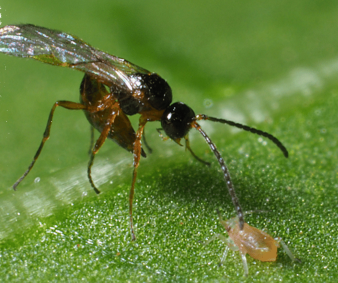 Macro d'un parasitoïde Aphidius colemani prêt à parasiter un puceron, utilisé dans le cadre du traitement biologique Aphidaxis contre les infestations en serre ou en plein champ.