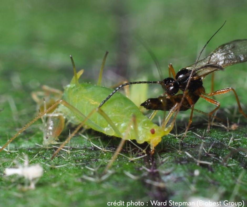 Guêpe parasitoïde en train de pondre dans un puceron – action biologique de lutte contre les pucerons par Aphidius colemani, utilisé dans le produit Aphidaxis 300."