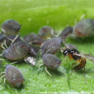 Guêpe parasitoïde en train de pondre dans un puceron – action biologique de lutte contre les pucerons