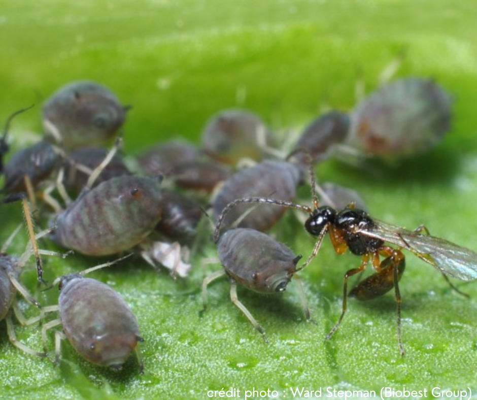 Guêpe parasitoïde en train de pondre dans un puceron – action biologique de lutte contre les pucerons