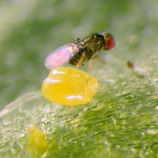 Trichogramma Achaea Biobest