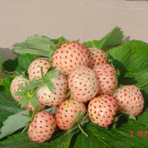 Fraisier Anablanca avec fruits ronds de petite taille, peau et chair blanches, akènes rouges à maturité