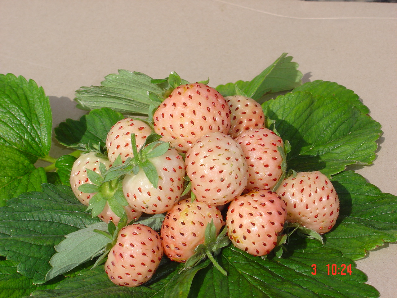 Fraisier Anablanca avec fruits ronds de petite taille, peau et chair blanches, akènes rouges à maturité