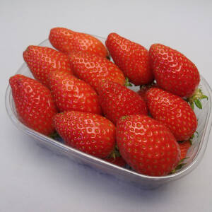 Fraise Ciflorette mûre, fruit rouge vif allongé à chair brillante, récoltée en production professionnelle.