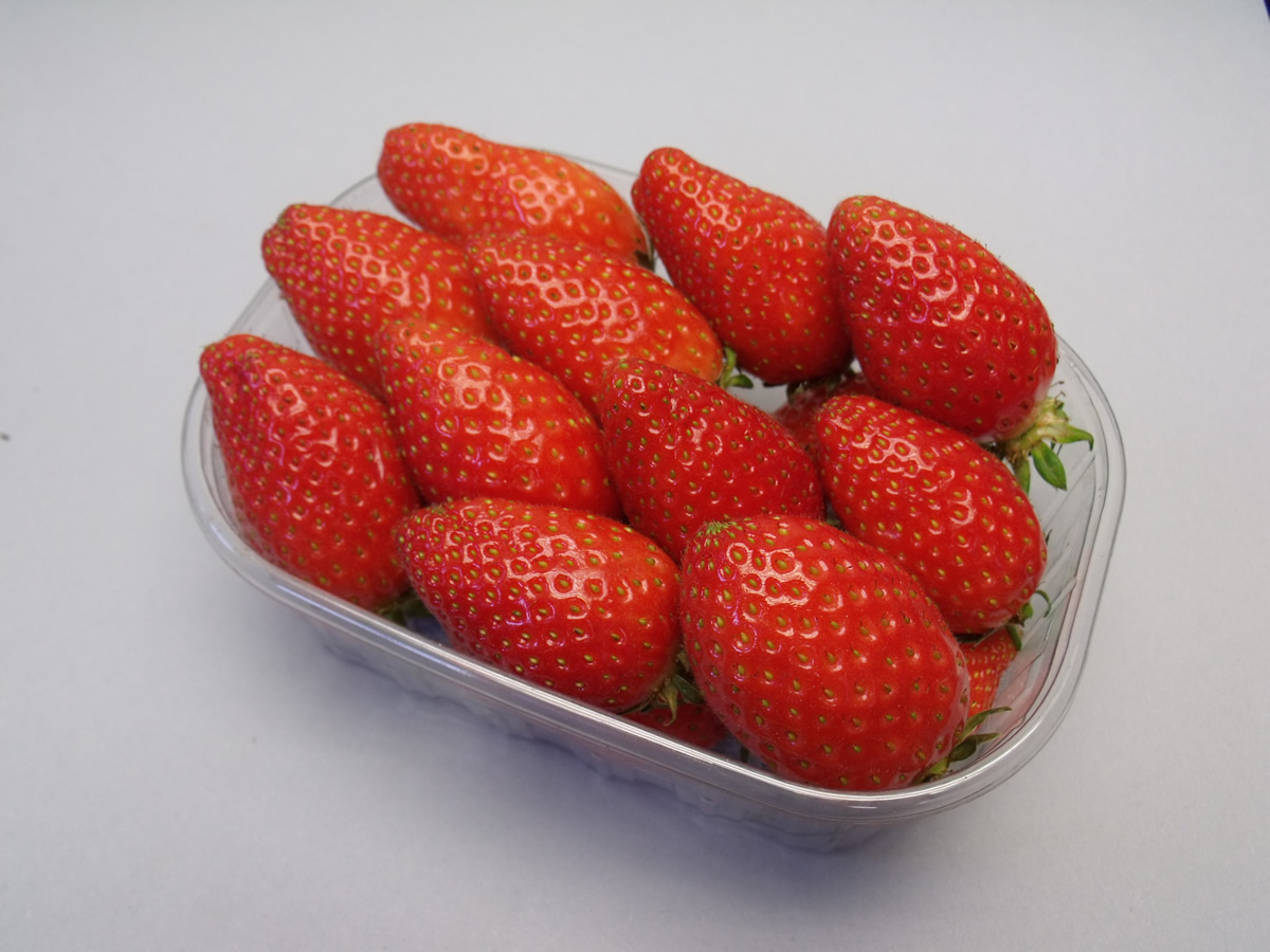 Fraise Ciflorette mûre, fruit rouge vif allongé à chair brillante, récoltée en production professionnelle.