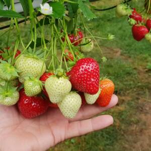 Fraise Falco mûre – fruit rouge brillant, ferme et sucré