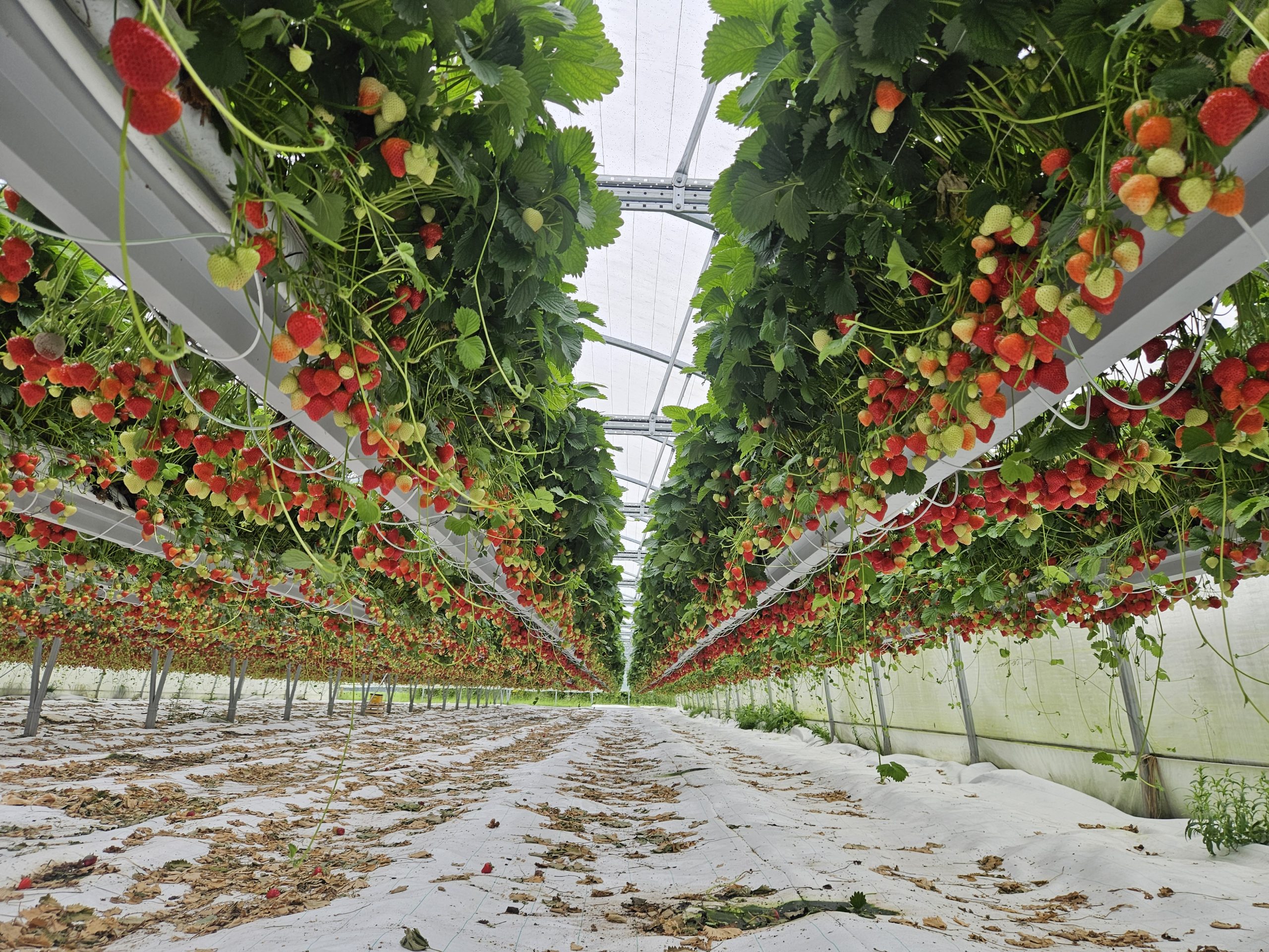 Culture de fraisiers Falco en pleine production – variété productive et régulière