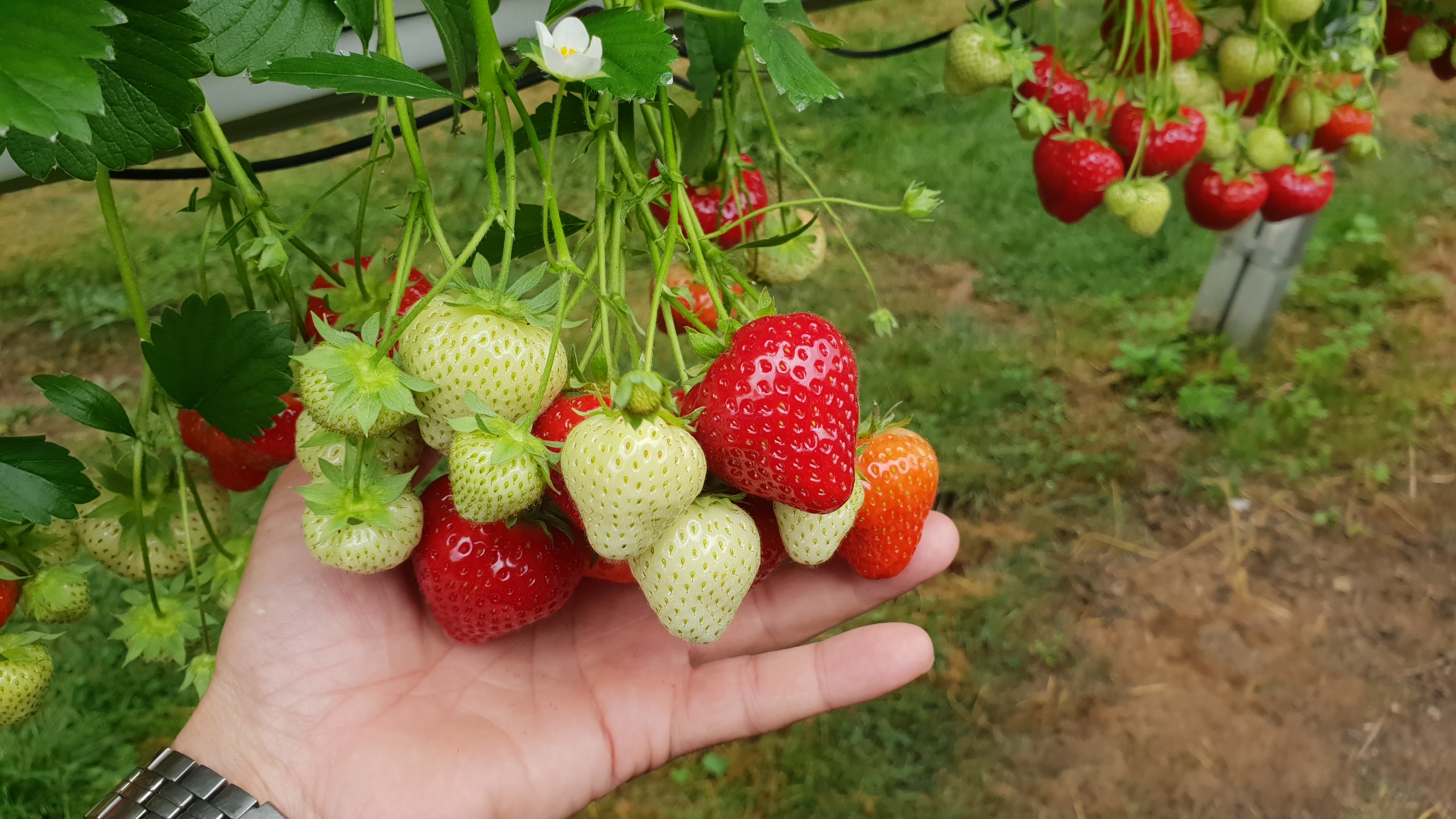 Fraise Falco mûre – fruit rouge brillant, ferme et sucré