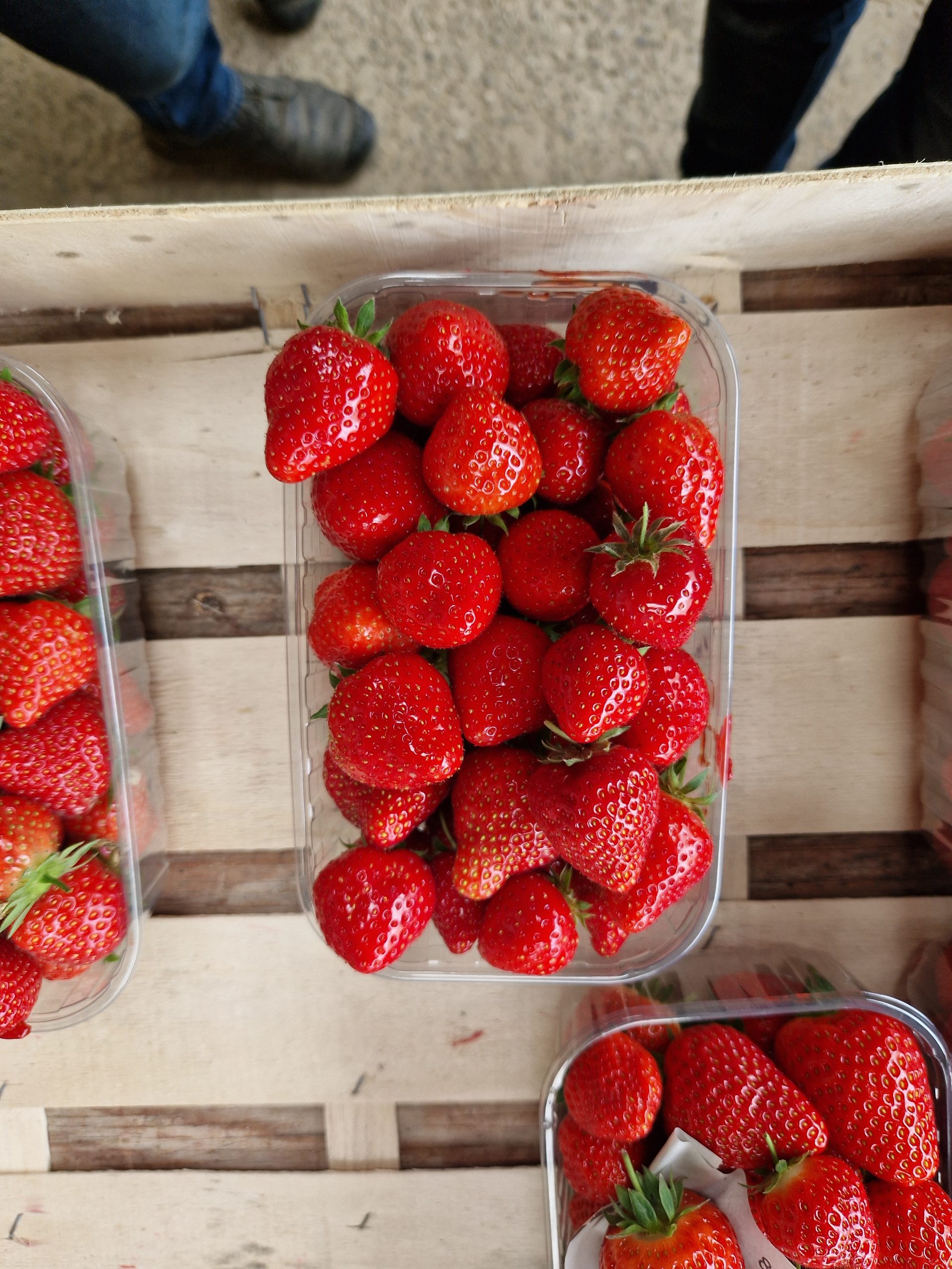 Récolte de fraises Falco – gros fruits homogènes à excellente conservation