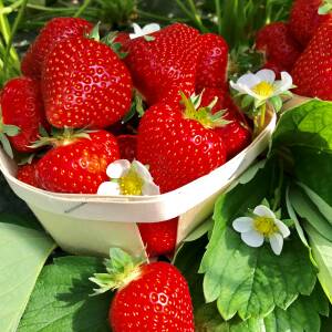 Fraisier Magnum aux fruits globoconiques rouges brillants, feuillage cuilléré, plante vigoureuse adaptée au hors sol