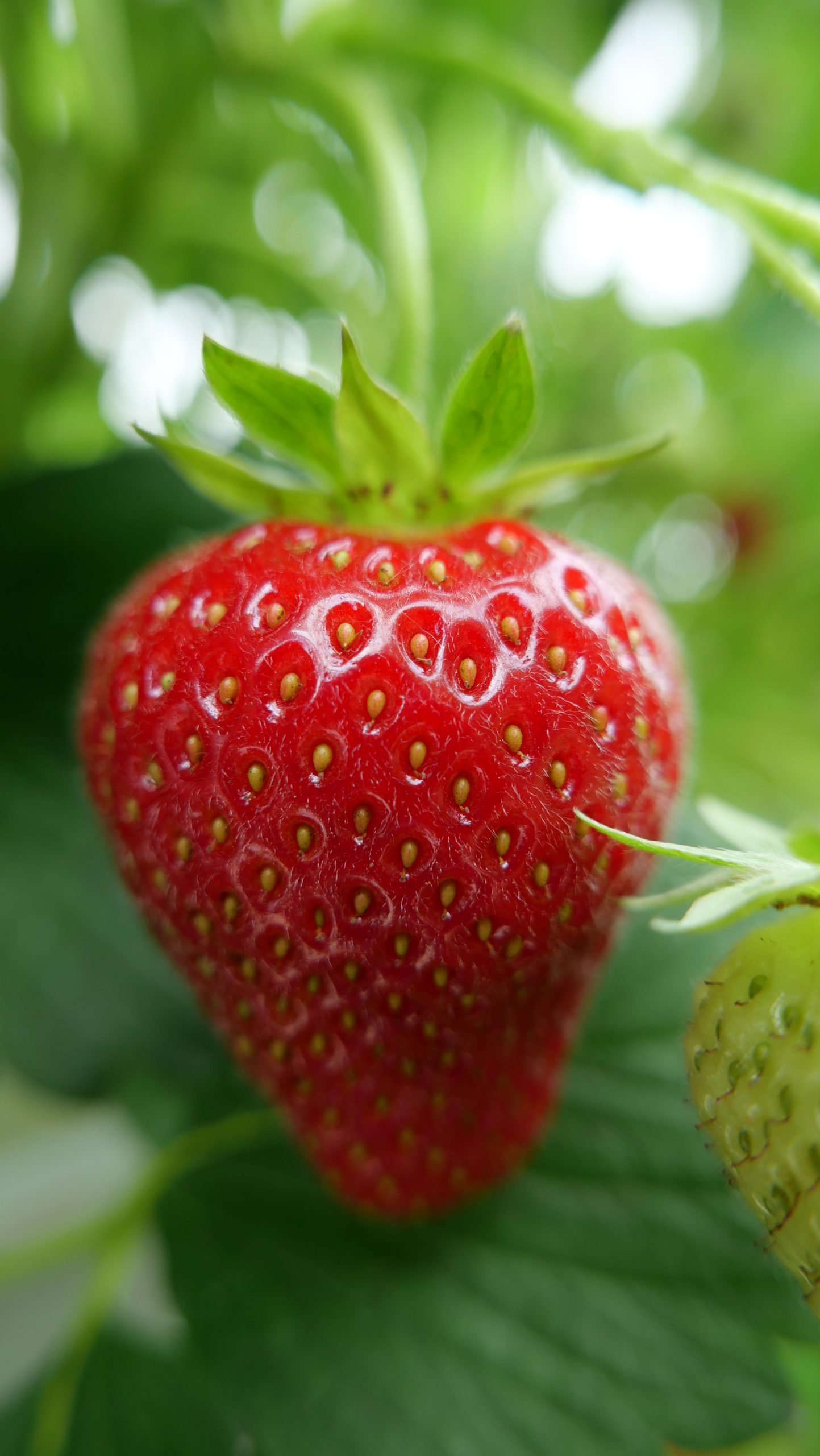Fraise de la variété Magnum, forme globoconique, rouge brillant, calibre homogène