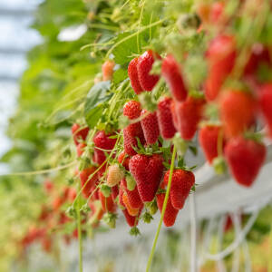 Fruits de fraisier MARIGUETTE® (Marionnet99), variété remontante à port vigoureux, feuillage en cuillère et fruits coniques allongés à la chair ferme, très gustatifs et ne fonçant pas après récolte.