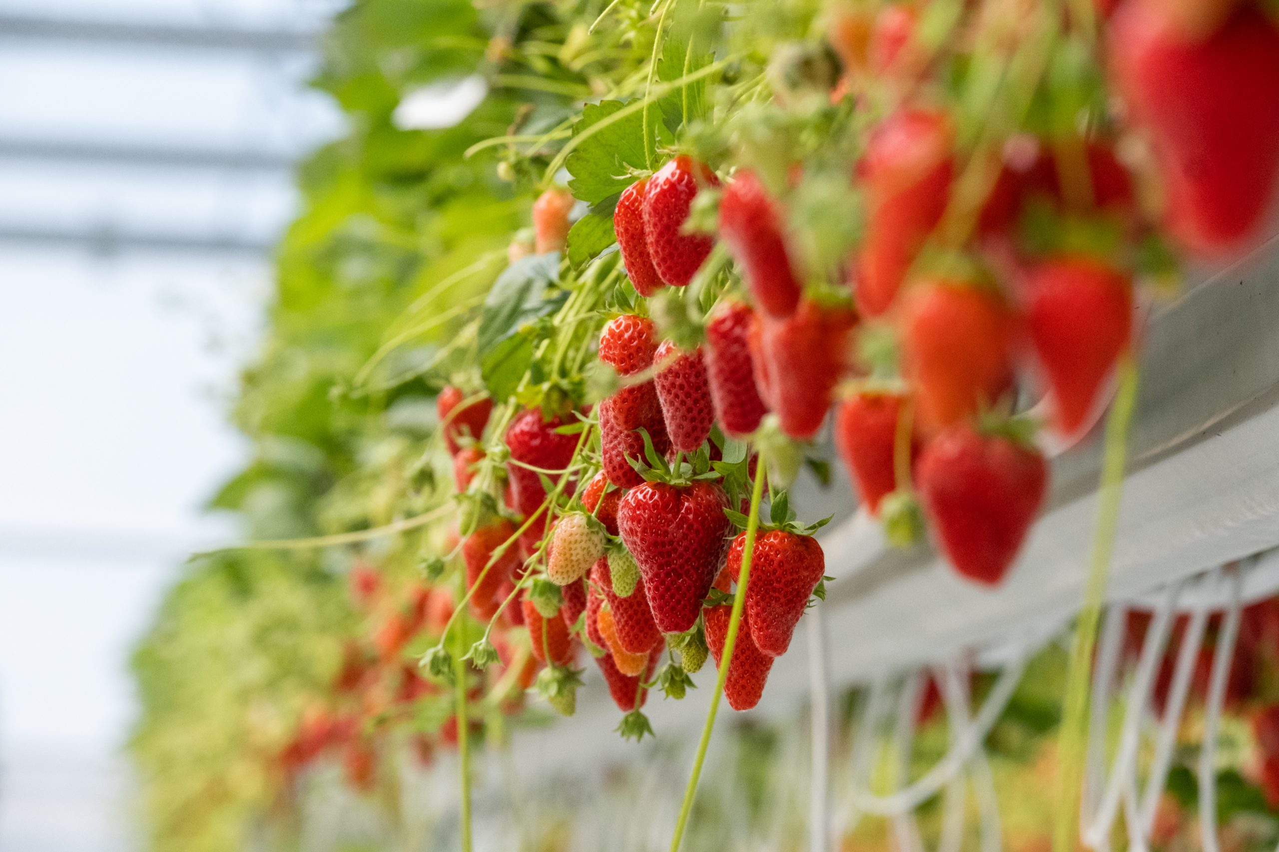 Fruits de fraisier MARIGUETTE® (Marionnet99), variété remontante à port vigoureux, feuillage en cuillère et fruits coniques allongés à la chair ferme, très gustatifs et ne fonçant pas après récolte.