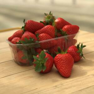 fruit du fraisier Marly – bon calibre et brillance