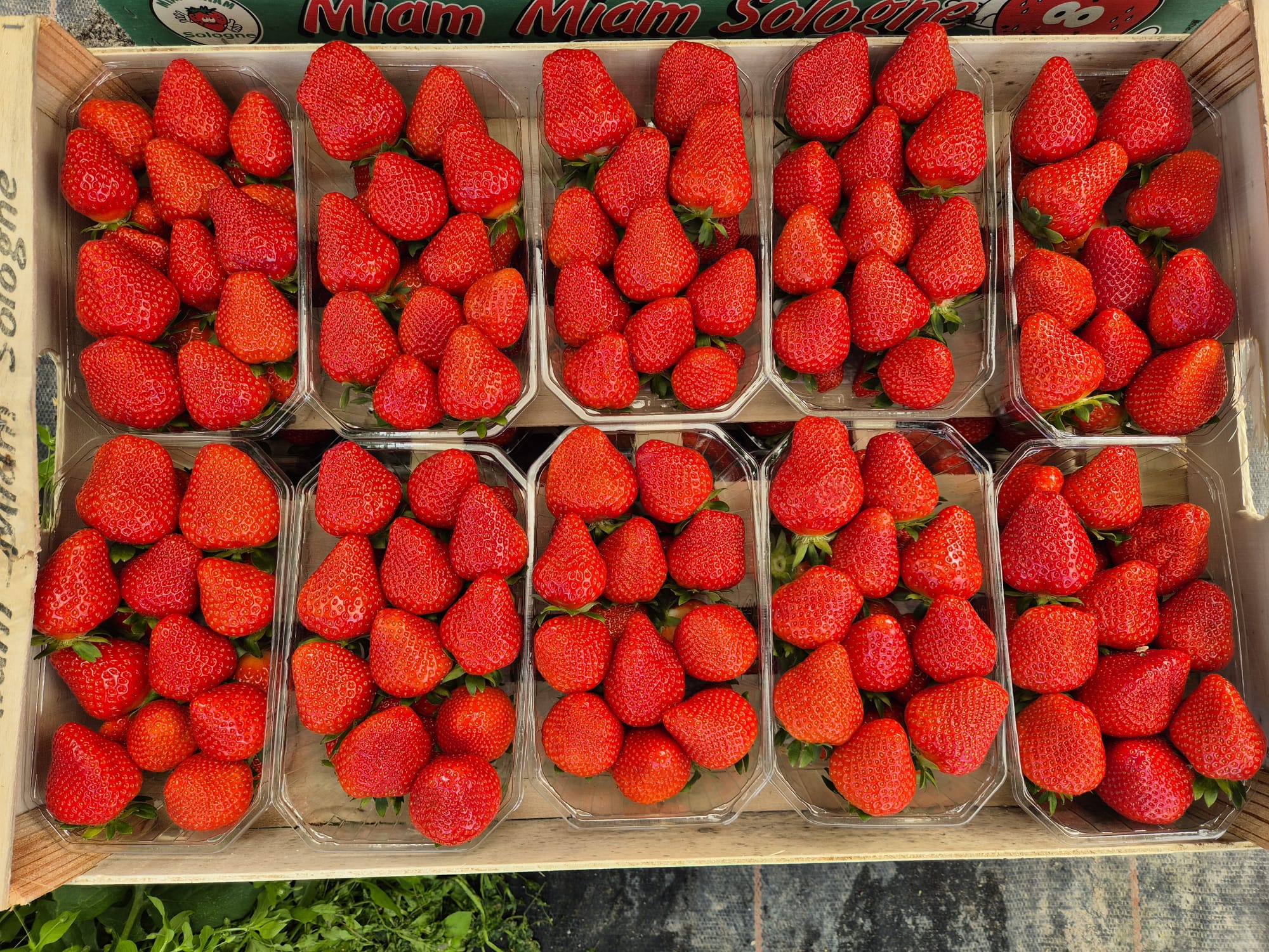fruit du fraisier Marly – bon calibre et brillance