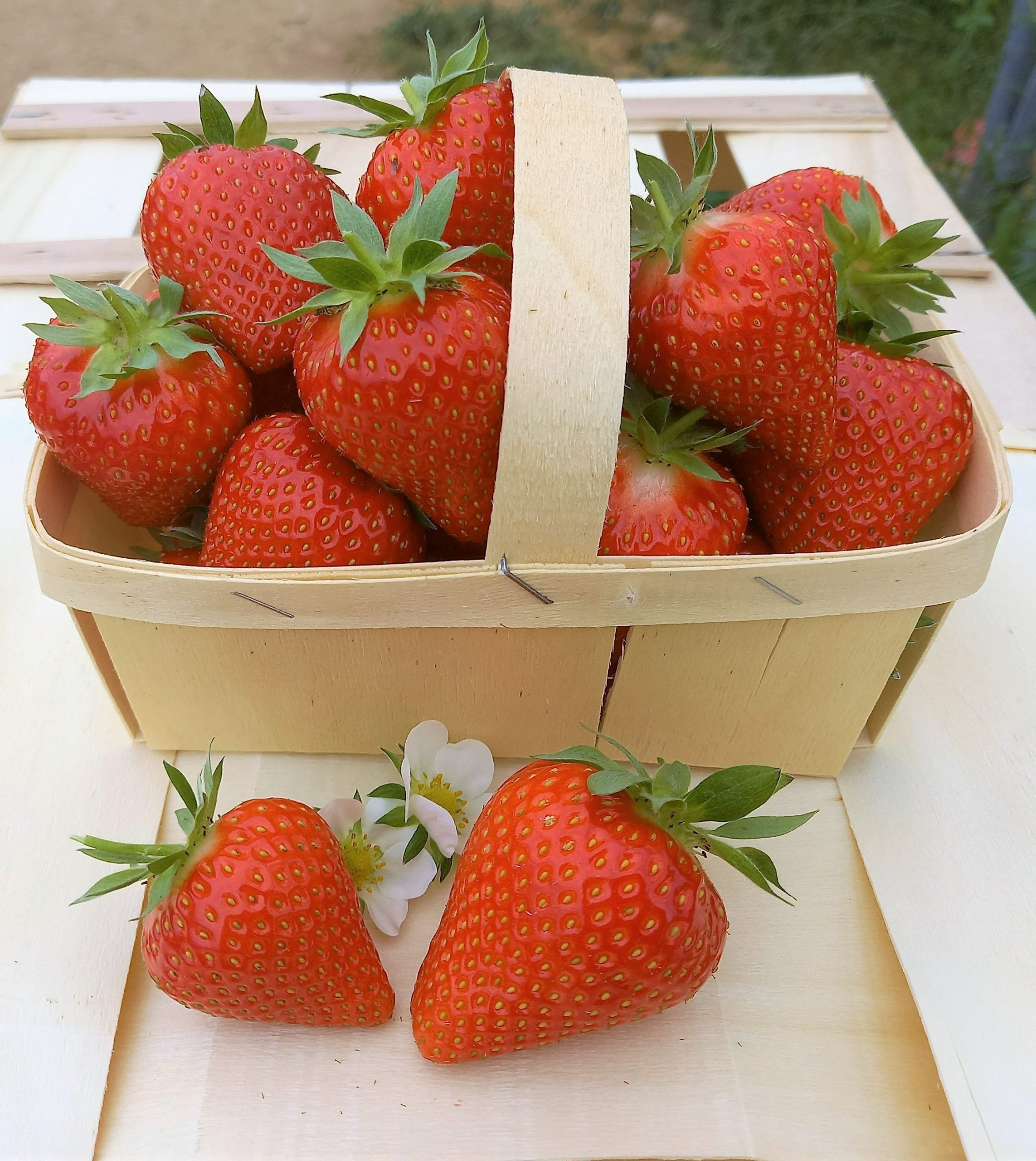 Fraises MARVELLA® fraîchement récoltées – calibre homogène et couleur attrayante