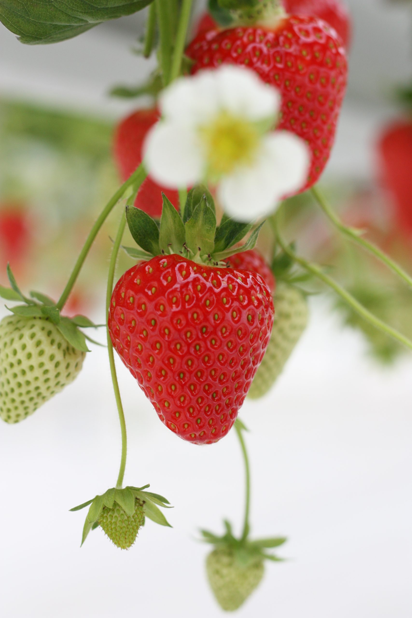 Fruit de fraisier MARVELLA® rouge orangé, conique, à la belle tenue sur la plante