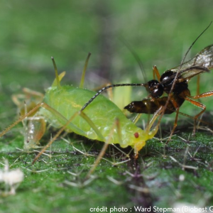 Guêpe parasitoïde en train de pondre dans un puceron – action biologique de lutte contre les pucerons par une guepe parasitoide, utilisé dans le produit Aphidaxis 300."